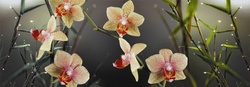 Панель полноцветная гладкая Орхидея (2,07х0,695м, 3мм)