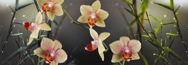 Панель полноцветная гладкая Орхидея (2,07х0,695м, 3мм) (Изображение 1)