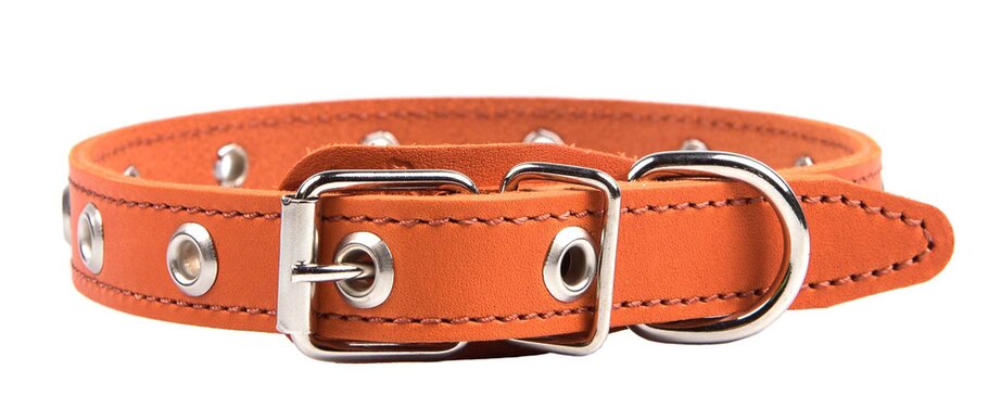 картинка Ошейник 20 универсальный (12-46смх20мм) от магазина Евродом