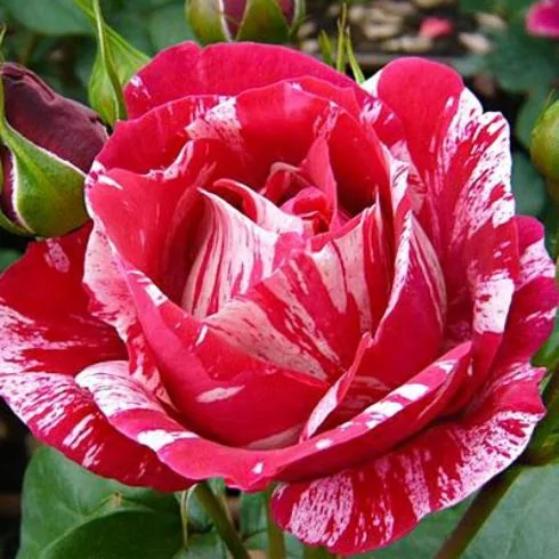 картинка Роза Анри Матисс, флорибунда от магазина Евродом