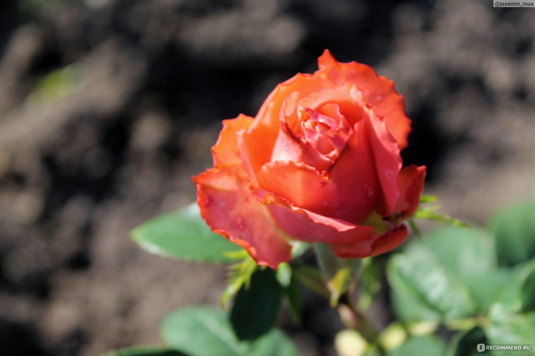 картинка Роза Анжелика лососевая, чайно-гибридная от магазина Евродом