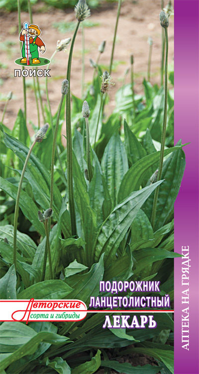 картинка Подорожник ланцетолистный Лекарь(А) (ЦВ) 0,1гр. от магазина Евродом