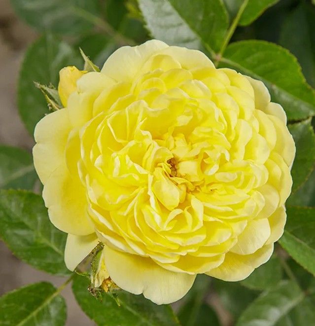 картинка Роза Анни Дюпрей белая, шраб от магазина Евродом