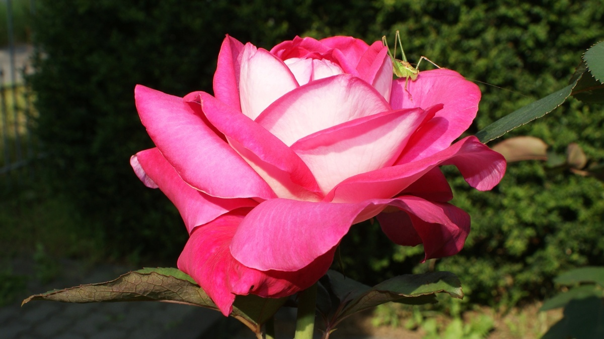 картинка Роза Акапелла розовая, чайно-гибридная от магазина Евродом