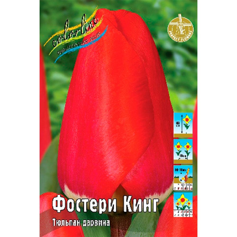 картинка Тюльпан Фостери Кинг от магазина Евродом