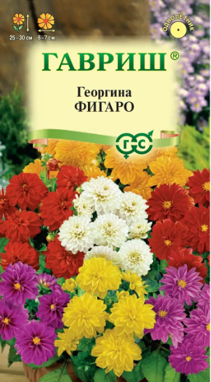 картинка Георгина Фигаро 7 шт Г семена от магазина Евродом