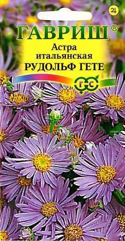 картинка Астра Рудольф Гете* многолет. 0,1 г Г семена от магазина Евродом