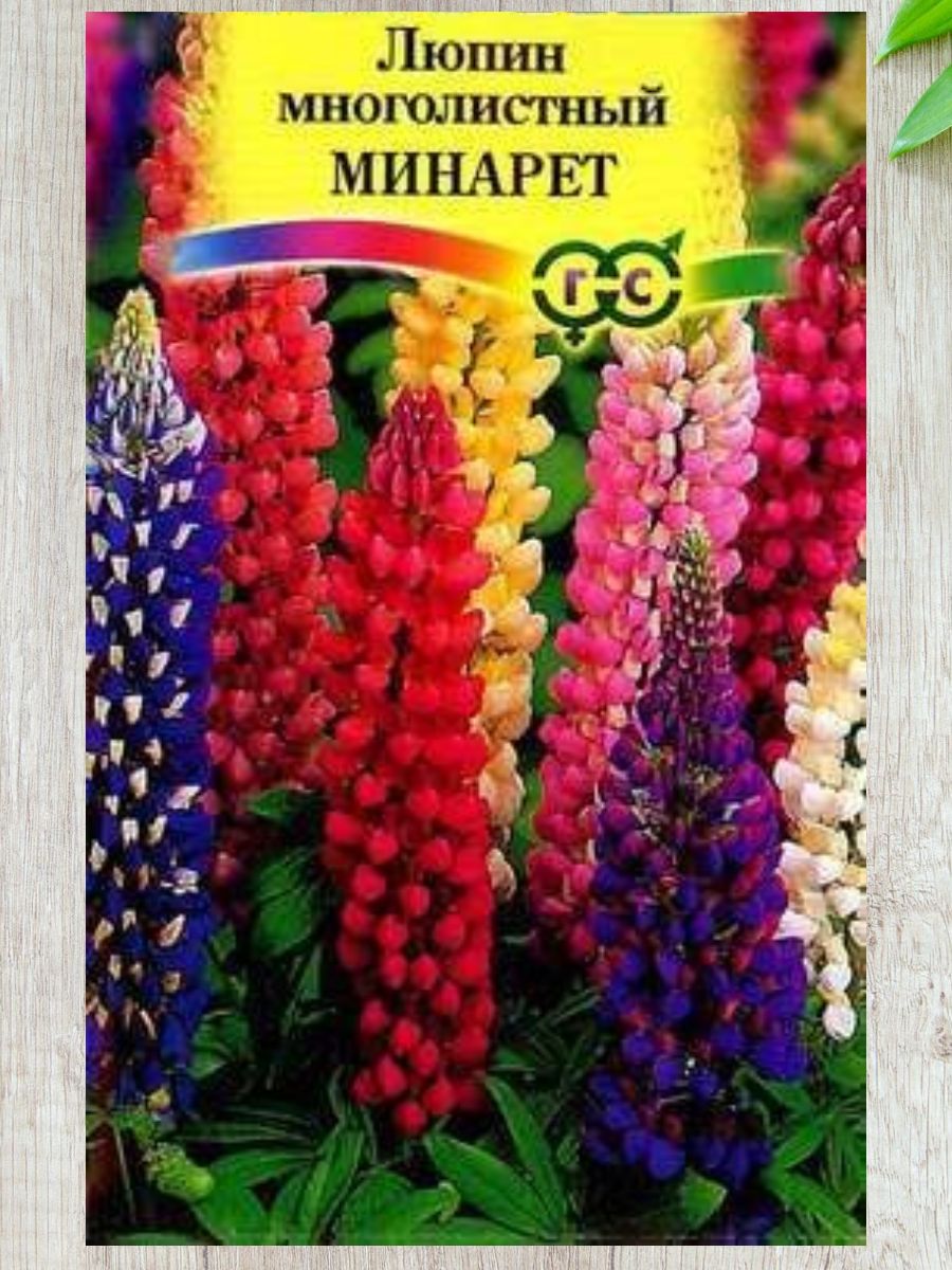 картинка Люпин Минарет низкорослый 0,5 г Г семена от магазина Евродом