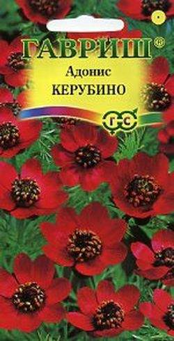 картинка Адонис летний Керубино 0,1 г Г семена от магазина Евродом