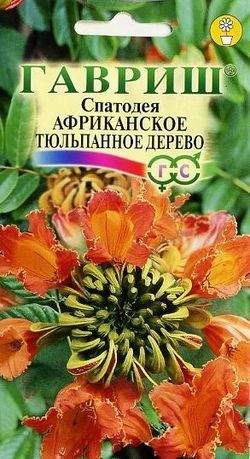 картинка Спатодея Африканское тюльпанное дерево 0,05 г Г семена от магазина Евродом
