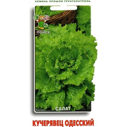 картинка Салат Кучерявец Одесский (Семетра) 1г П семена от магазина Евродом