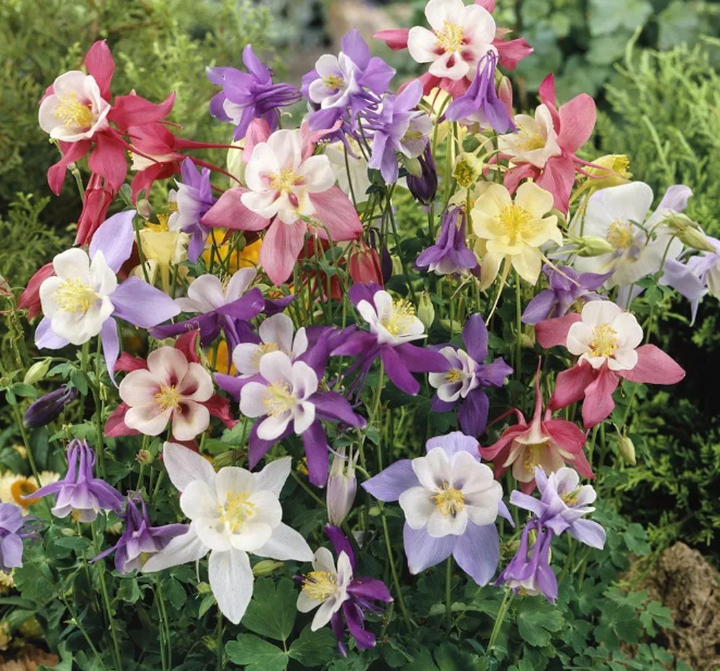 картинка Аквилегия обыкновенная Смесь окрасок (ЦВ) 0,2 г П семена от магазина Евродом