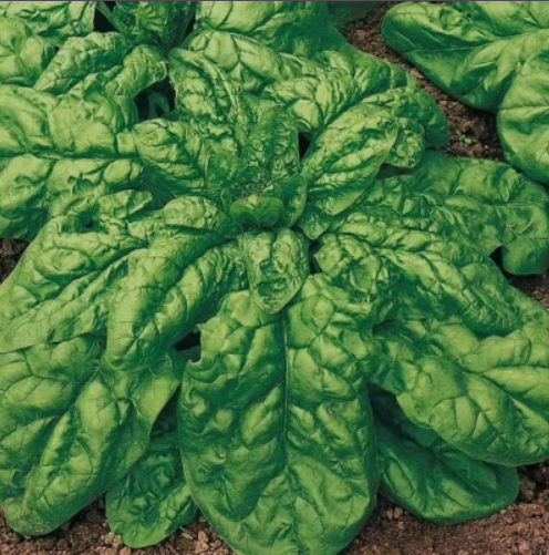 картинка Шпинат Матадор 3г б/п П семена от магазина Евродом