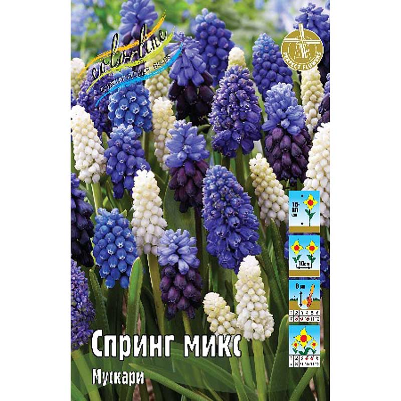 картинка Мускари Спринг микс  от магазина Евродом