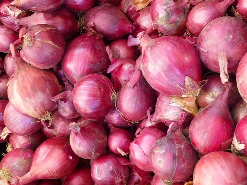 картинка Лук севок Даниловский 8-21/20 Чувашия  от магазина Евродом